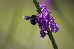 Bombus pullatus