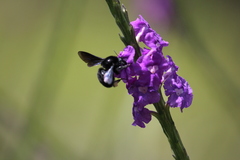Bombus pullatus