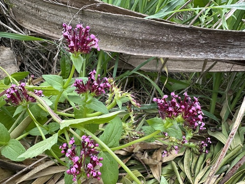 Horn-of-plenty (Fedia cornucopiae)