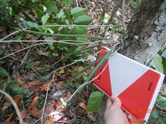 Trichocentrum cebolleta