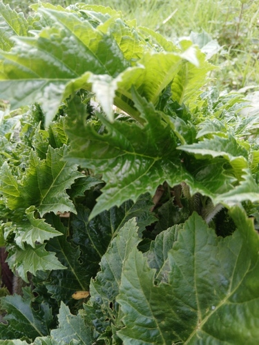 Giant Hogweed (Heracleum mantegazzianum)