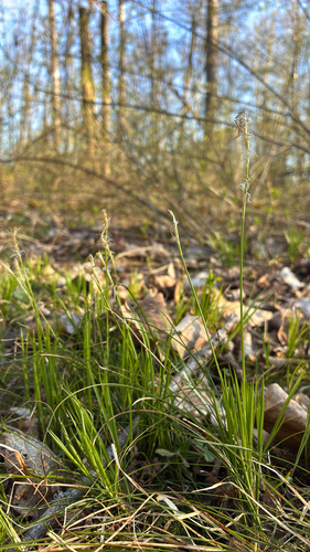 White sedge (Carex alba)