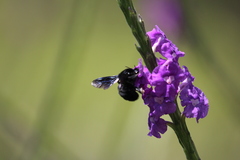 Bombus pullatus