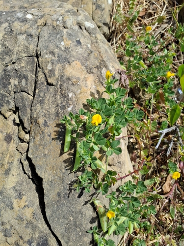 edible bird's-foot-trefoil (Lotus edulis)
