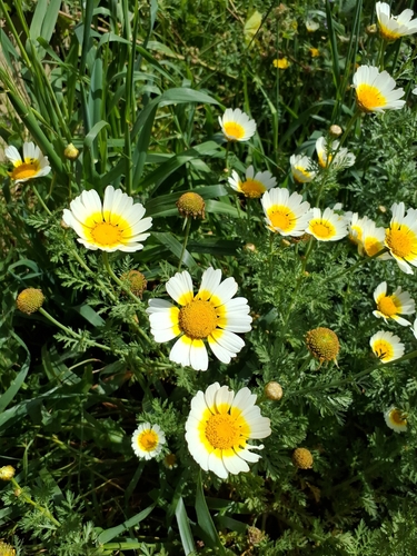 Garland Daisy (Glebionis coronaria)