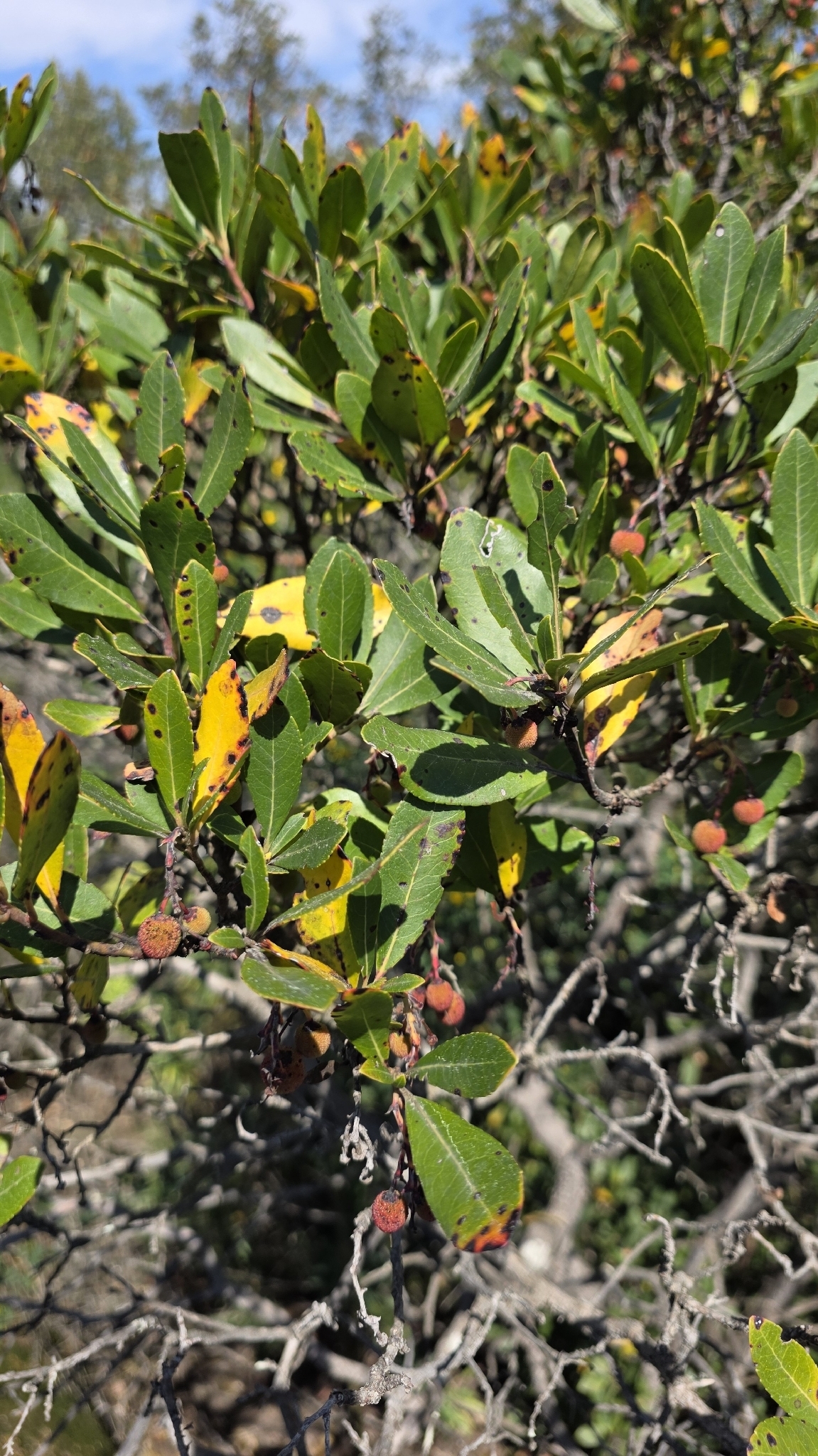 Strawberry Tree (Arbutus unedo)