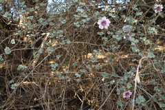 Malva subovata bicolor