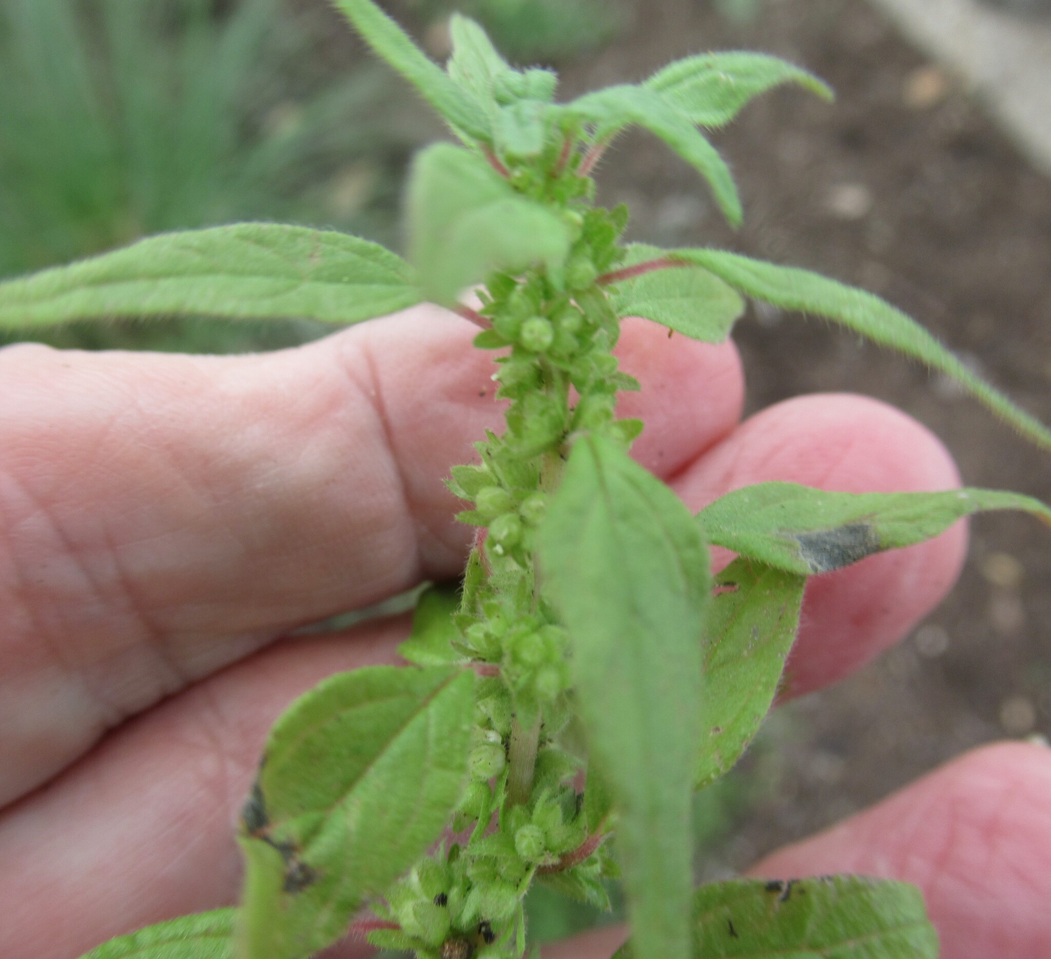 Pennsylvania Pellitory (Parietaria pensylvanica)