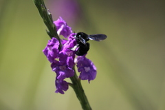 Bombus pullatus