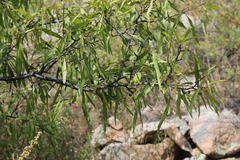 Rhamnus erythroxylum