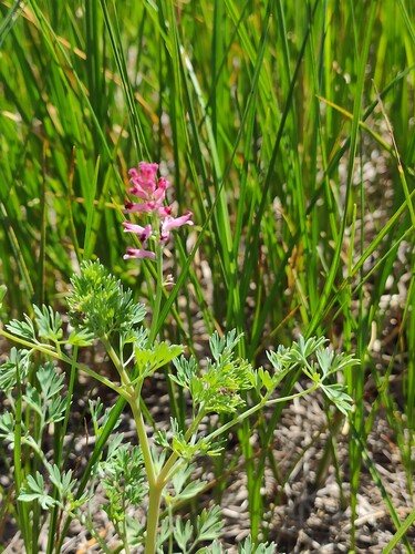 Schleicher's fumitory (Fumaria schleicheri)