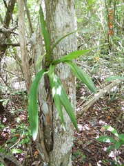 Encyclia
