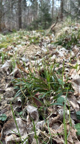 Hairy Woodrush (Luzula pilosa)