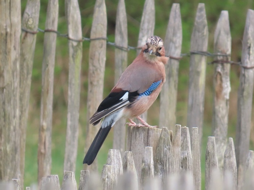 Eurasian Jay, Wassenaar, Nederland, photo 9 of 10