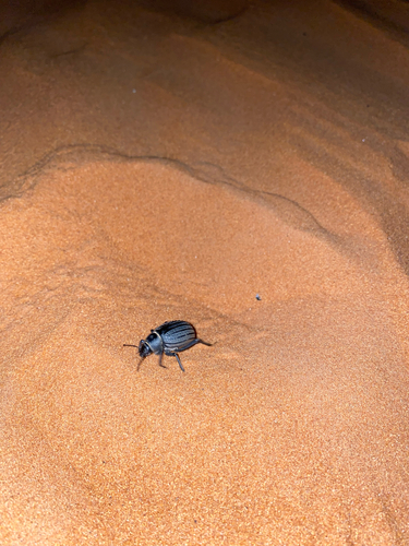 Arabian Darkling Beetle