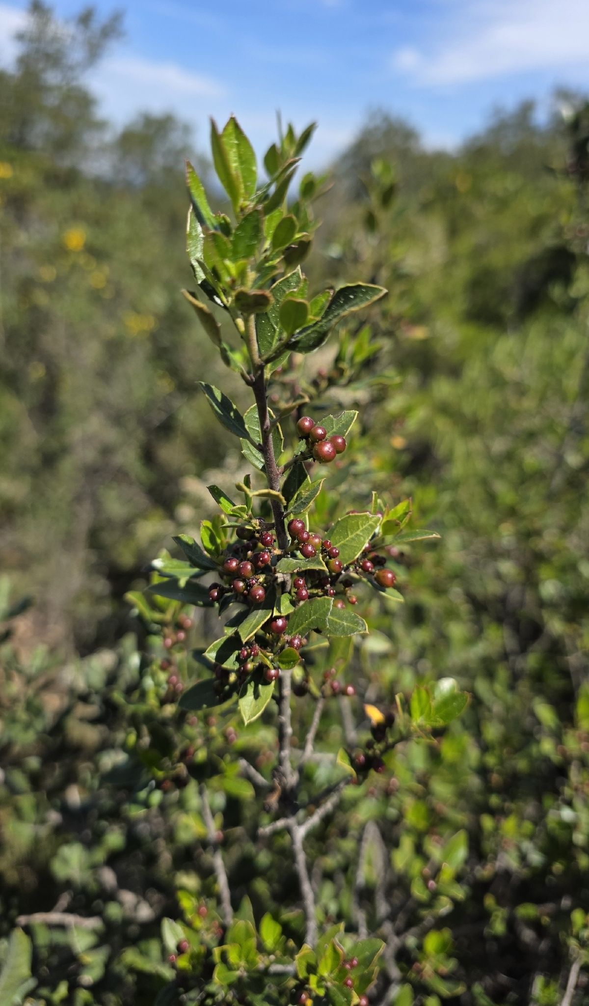 Mediterranean Buckthorn (Rhamnus alaternus)