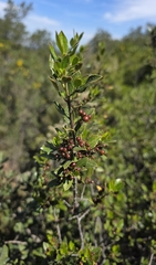 Mediterranean Buckthorn (Rhamnus alaternus)