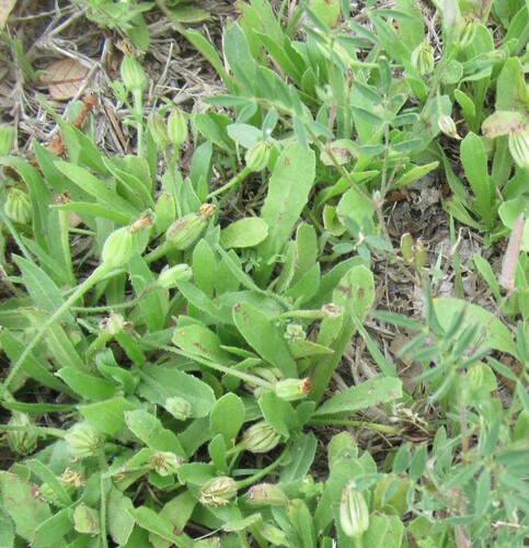 Cretanweed (Hedypnois rhagadioloides)
