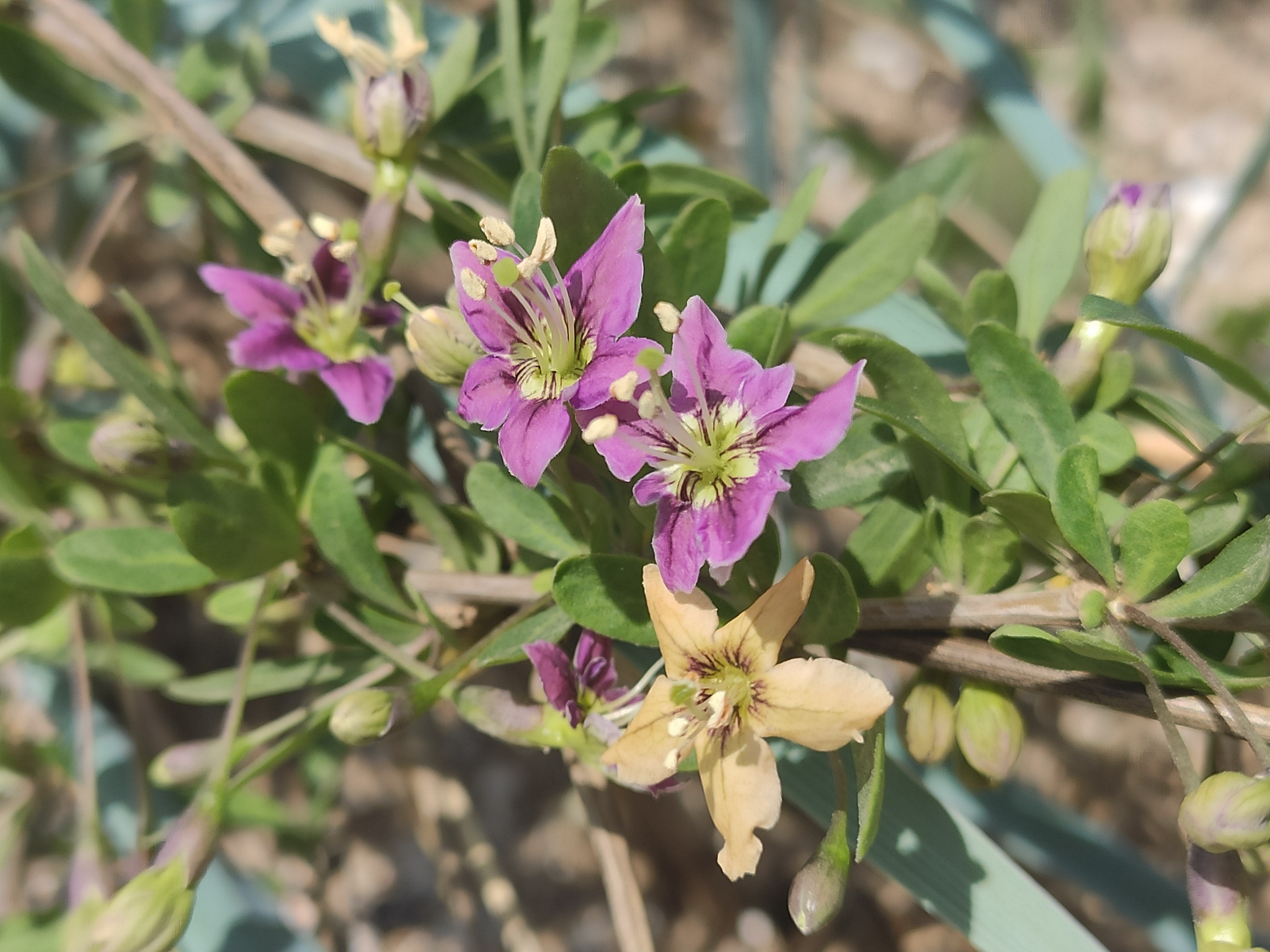 Matrimony Vine (Lycium barbarum)