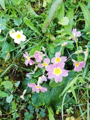 Primula vulgaris rubra