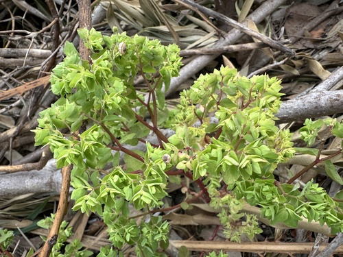 Petty Spurge (Euphorbia peplus)
