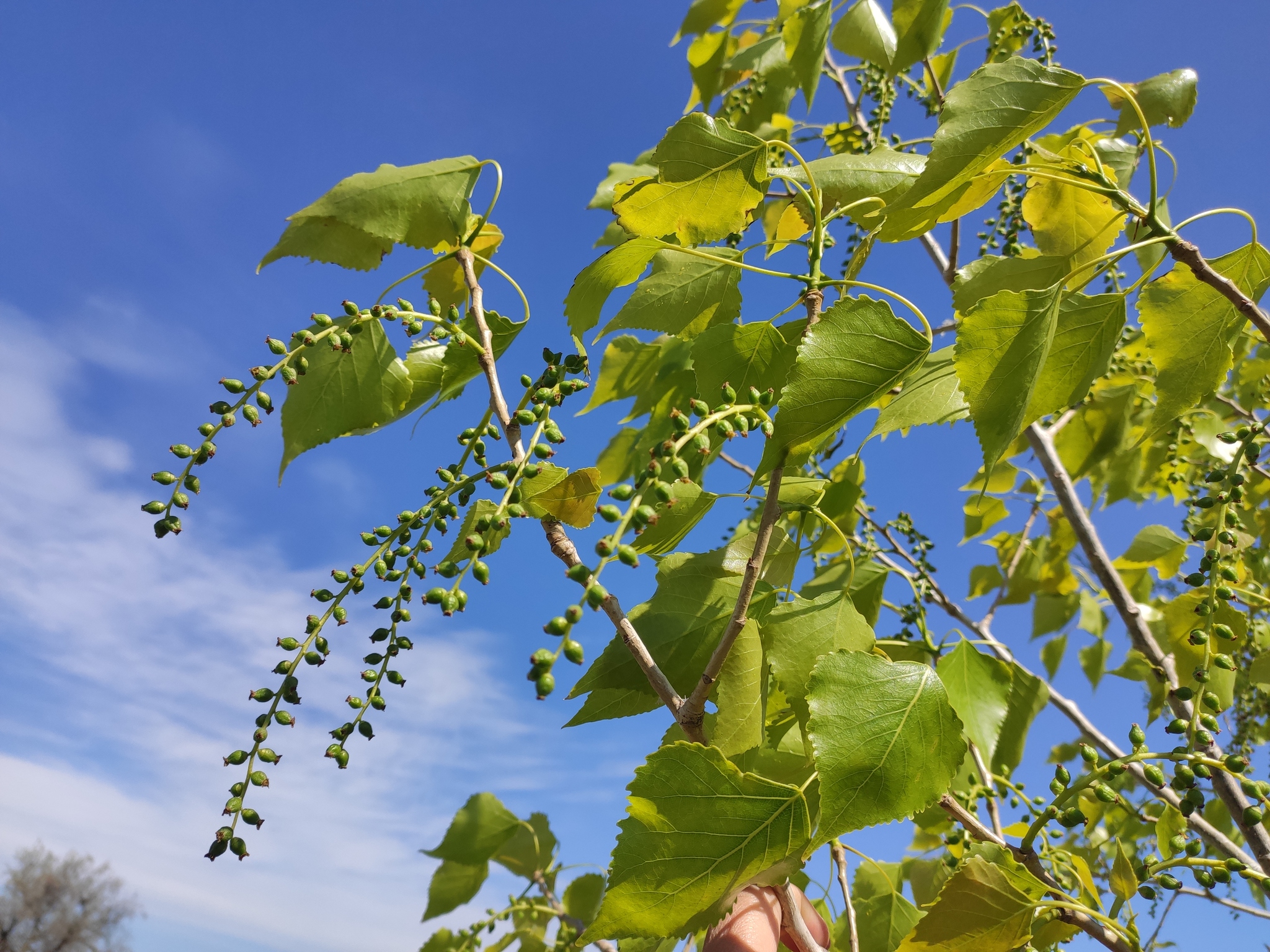 Black Poplar (Populus nigra)