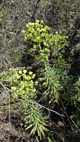 Mediterranean spurge (Euphorbia characias)