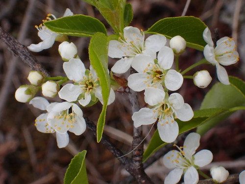 St Lucie Cherry (Prunus mahaleb)