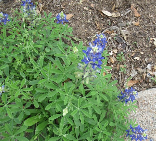 Texas bluebonnet (Lupinus texensis)