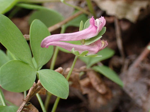 Bird-in-a-bush (Corydalis pumila)