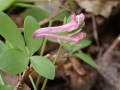 Corydalis pumila
