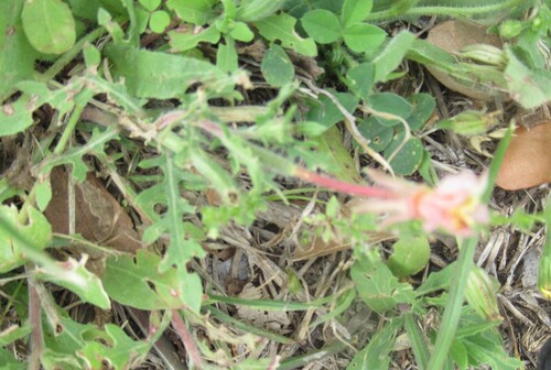 Cutleaf Evening Primrose (Oenothera laciniata)