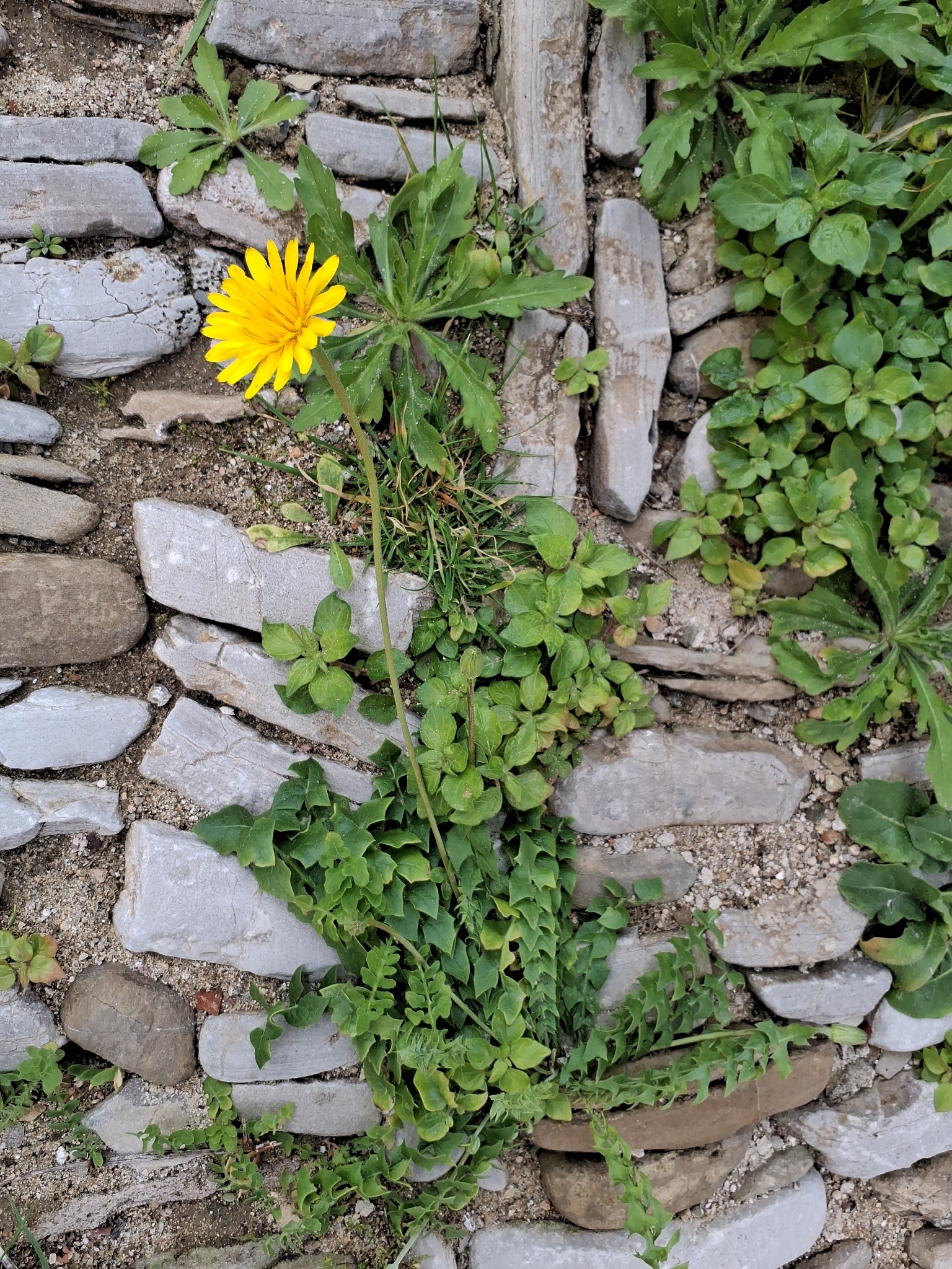 Hyoseris Radiata (Hyoseris radiata)