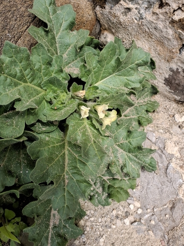 white henbane (Hyoscyamus albus)