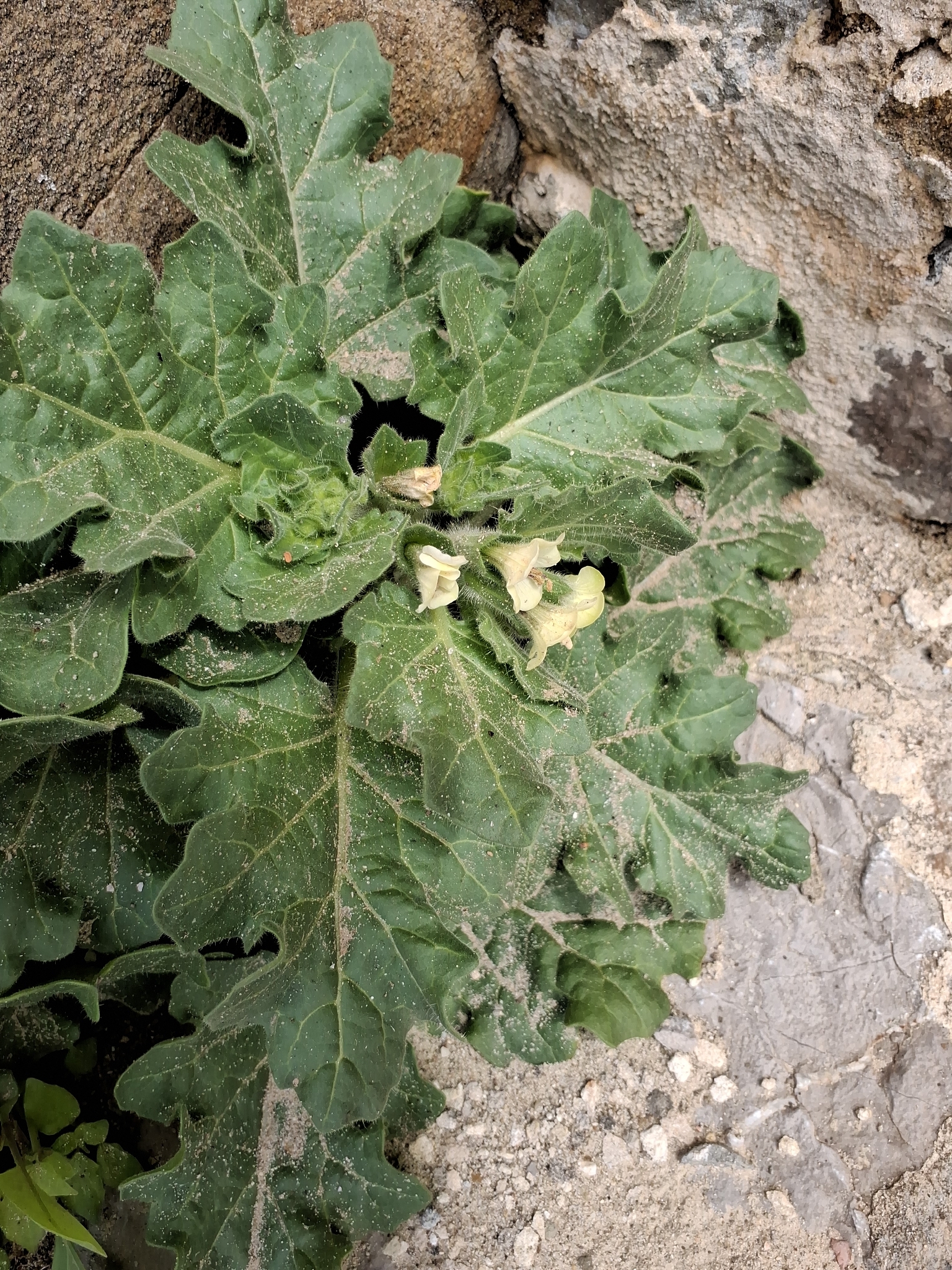 White Henbane (Hyoscyamus albus)