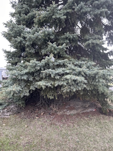 blue spruce (Picea pungens)