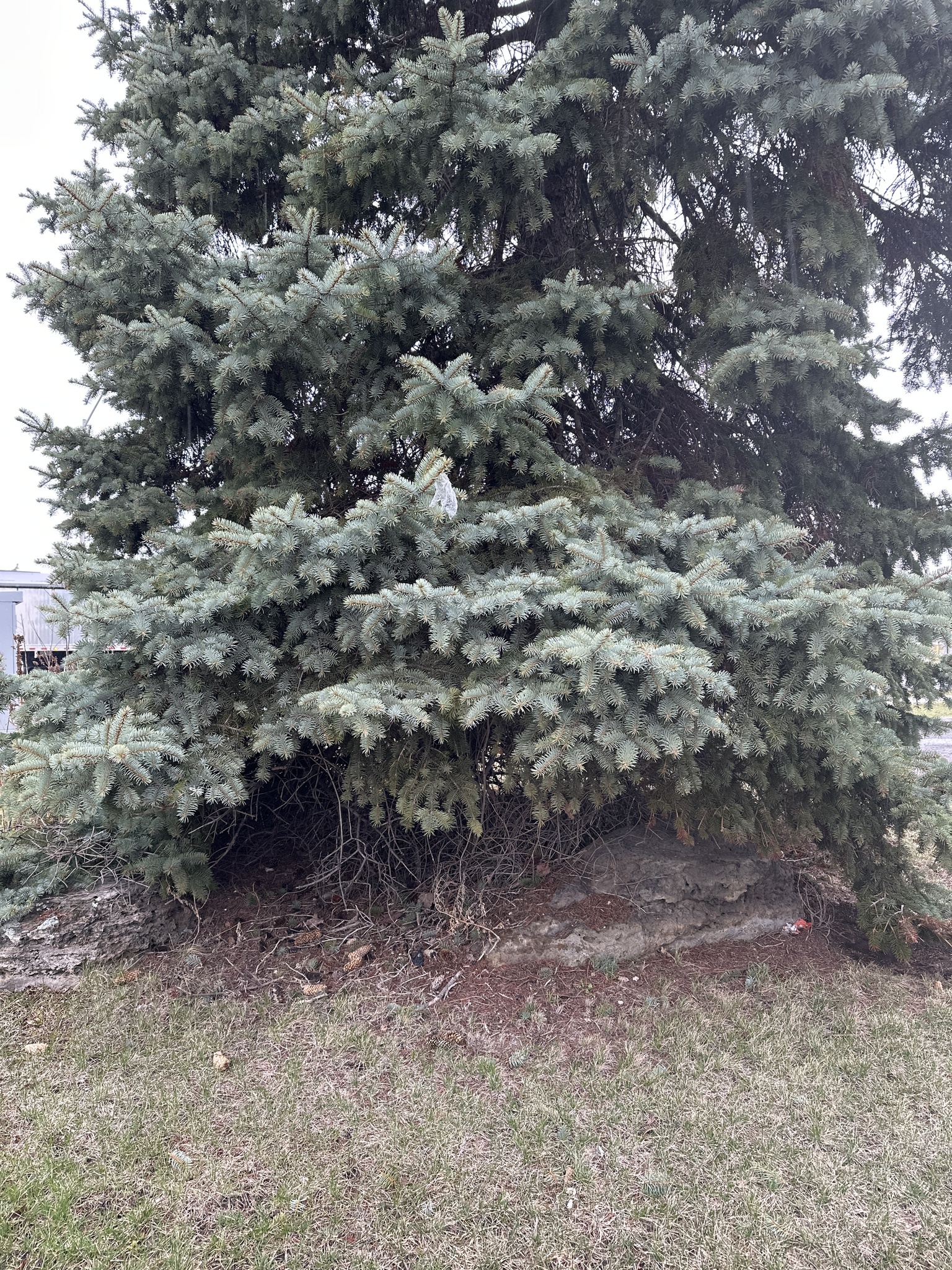 Blue Spruce (Picea pungens)