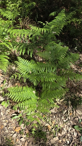 common bracken (Pteridium aquilinum)