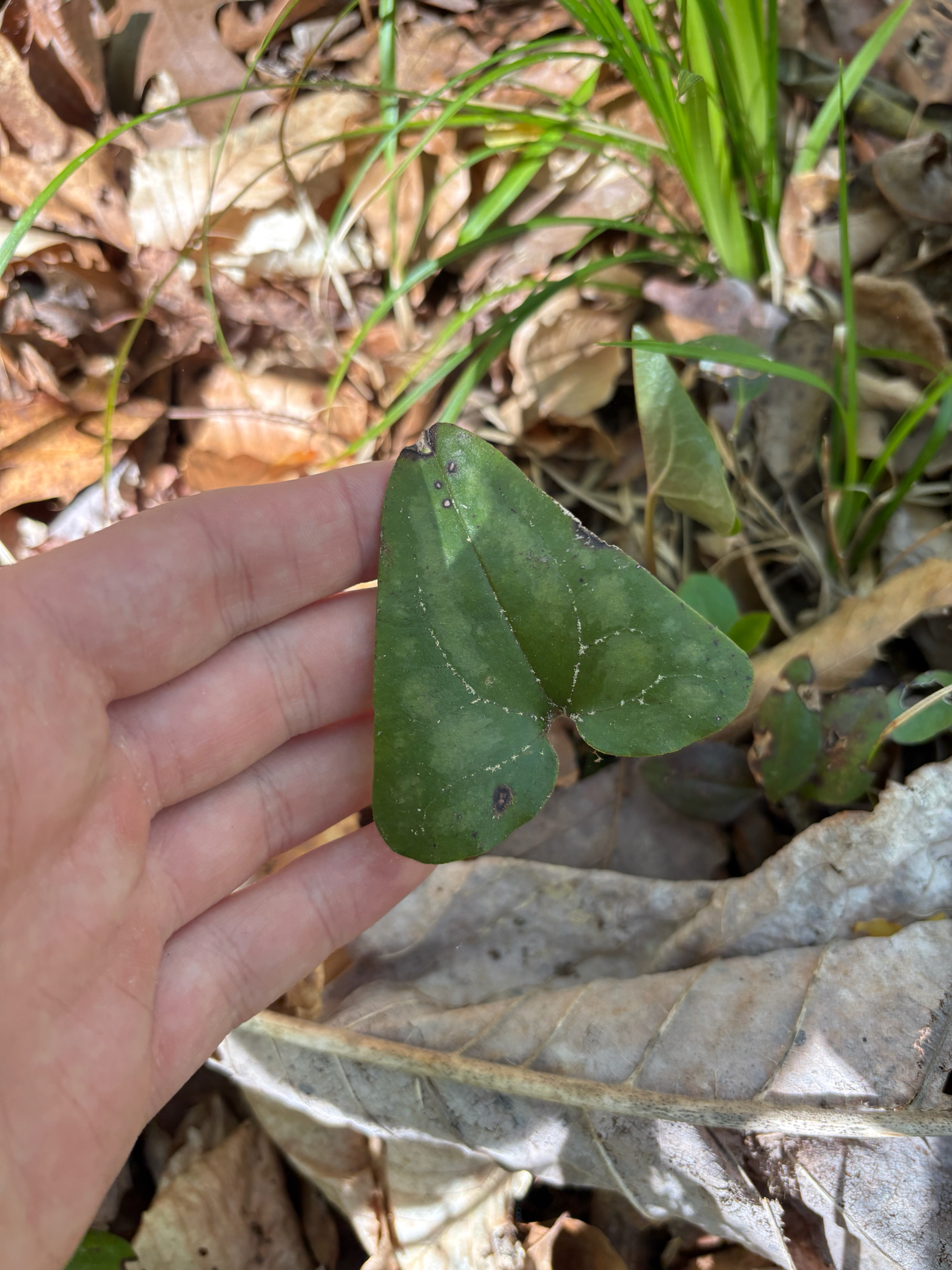 Asarum Arifolium (Asarum arifolium)