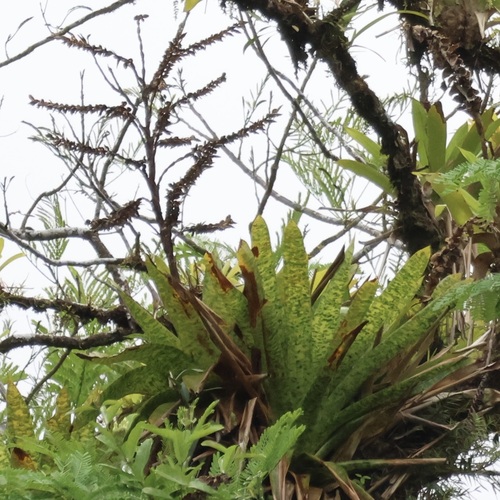 Giant mottled-leaf werauhia (Werauhia kupperiana)