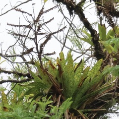 Werauhia kupperiana, photograph (c) er-birds, some rights reserved (CC BY)