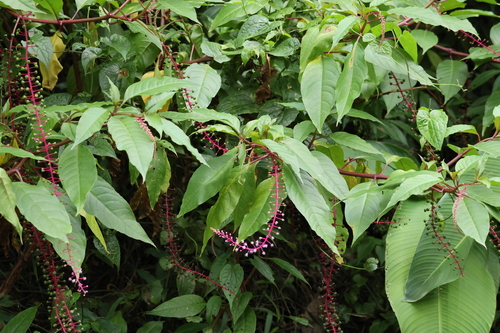 Venezuelan Pokeweed (Phytolacca rivinoides)