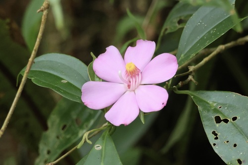 Blakea litoralis, photograph 4