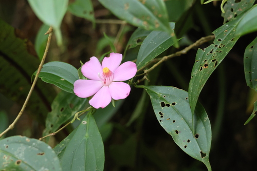 Blakea litoralis, photograph 5
