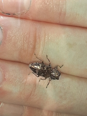 Chrysobothris femorata