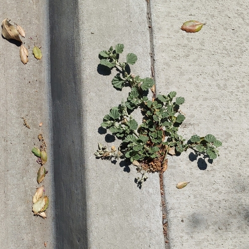 alkali mallow (Malvella leprosa)