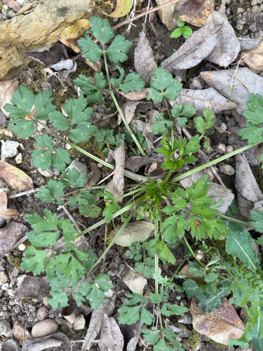 Creeping buttercup (Ranunculus repens)