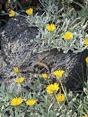 Sceloporus occidentalis