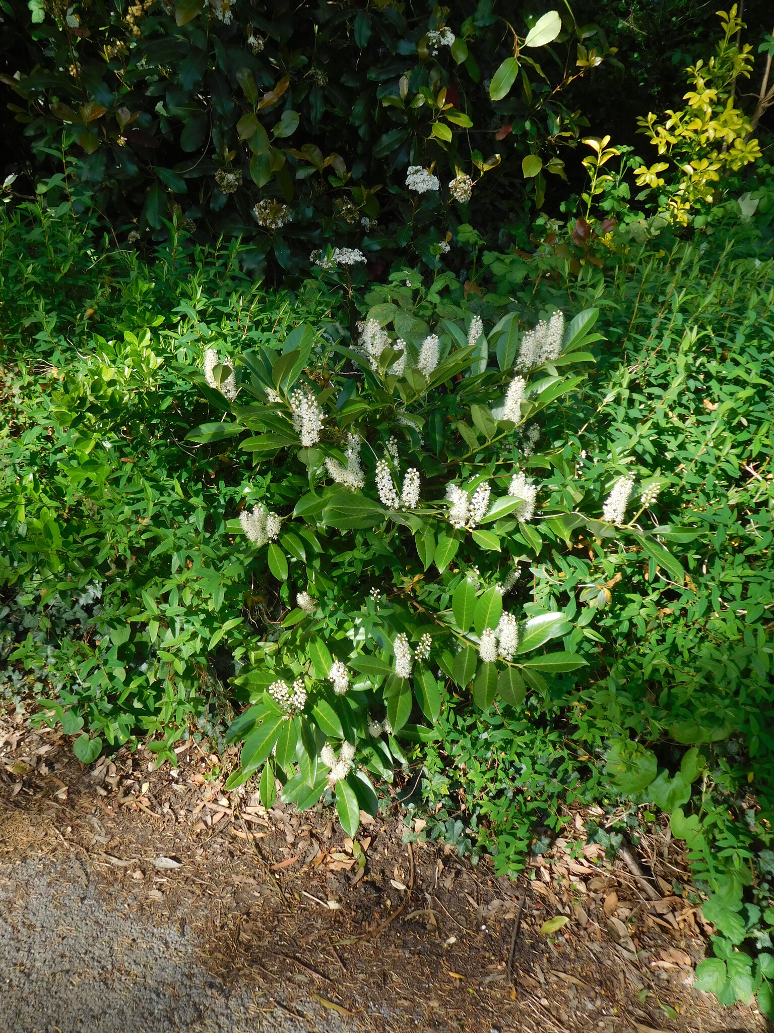 Cherry Laurel (Prunus laurocerasus)