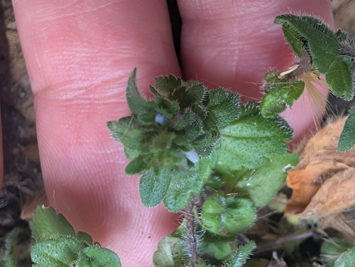 corn speedwell (Veronica arvensis)